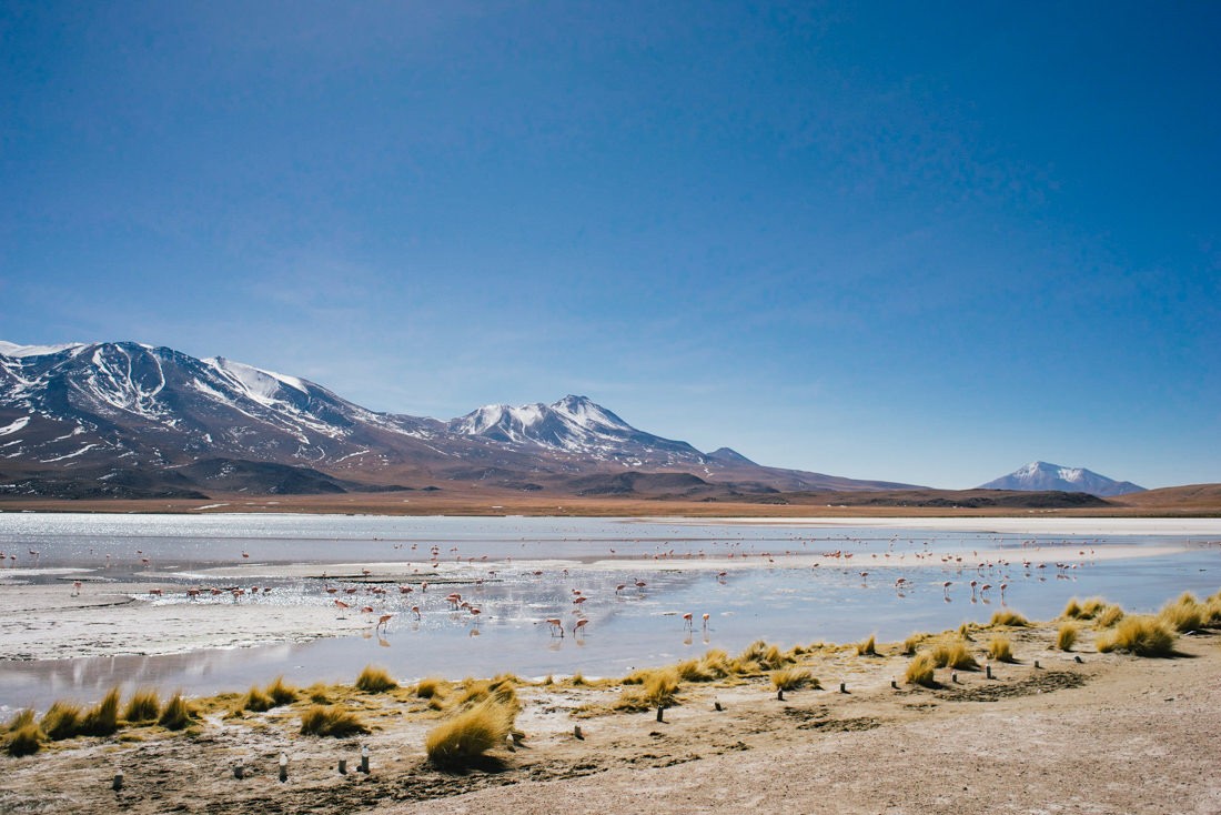 015 bolivia alti plano lago colorada - Bolivien - Von der Laguna Colorada durch das Alti Plano
