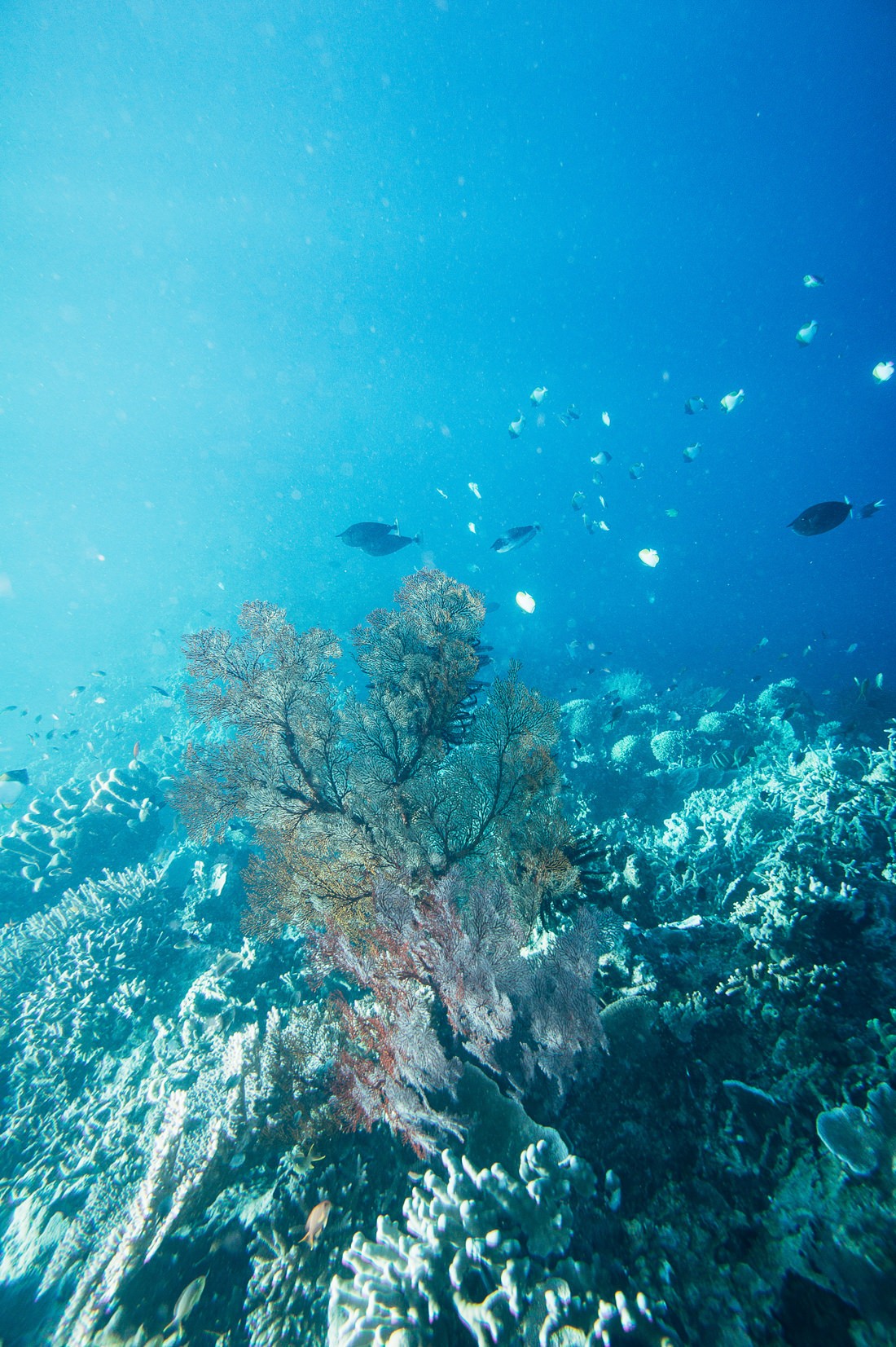 006 borneo derawan island sangalaki diving - Borneo - Schnorcheln mit Mantas in Derawan/Sangalaki
