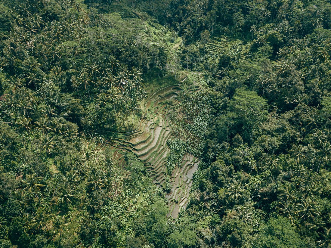 014 bali luftaufnahmen reisterrassen jatiluwih - Bali - Luftaufnahmen Reisterrassen