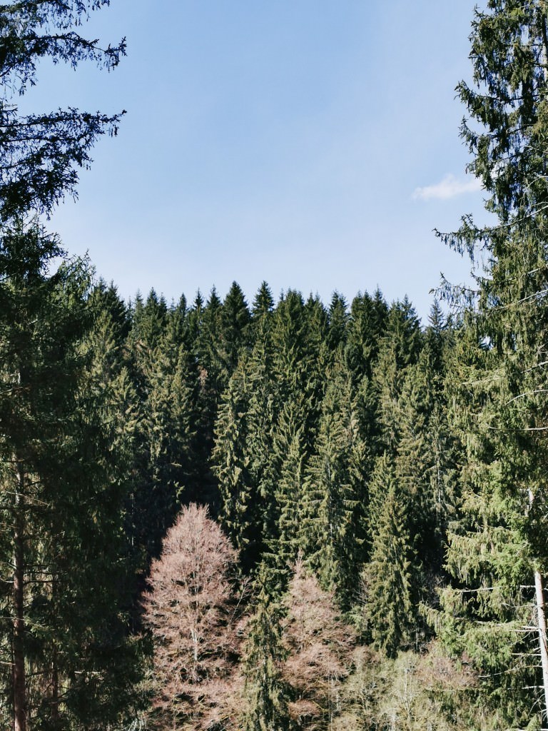 Schwarzwald wandern - Fotos aus meinem Alltag