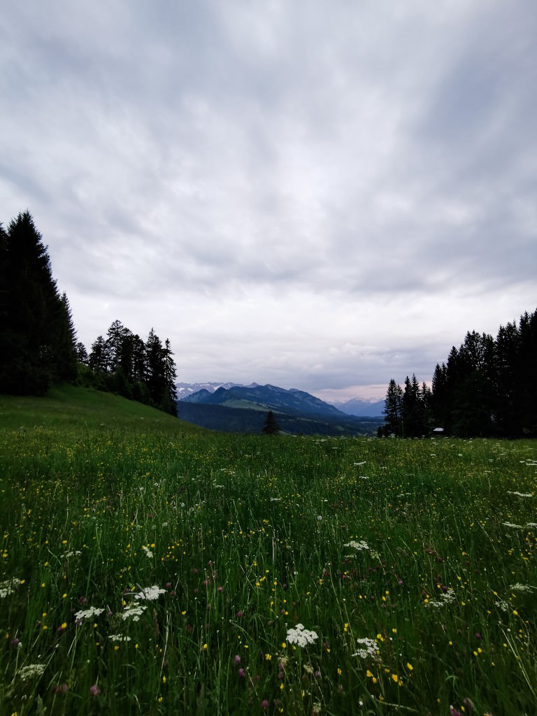 blumenwiese allgaeu wandern - Fotos aus meinem Alltag