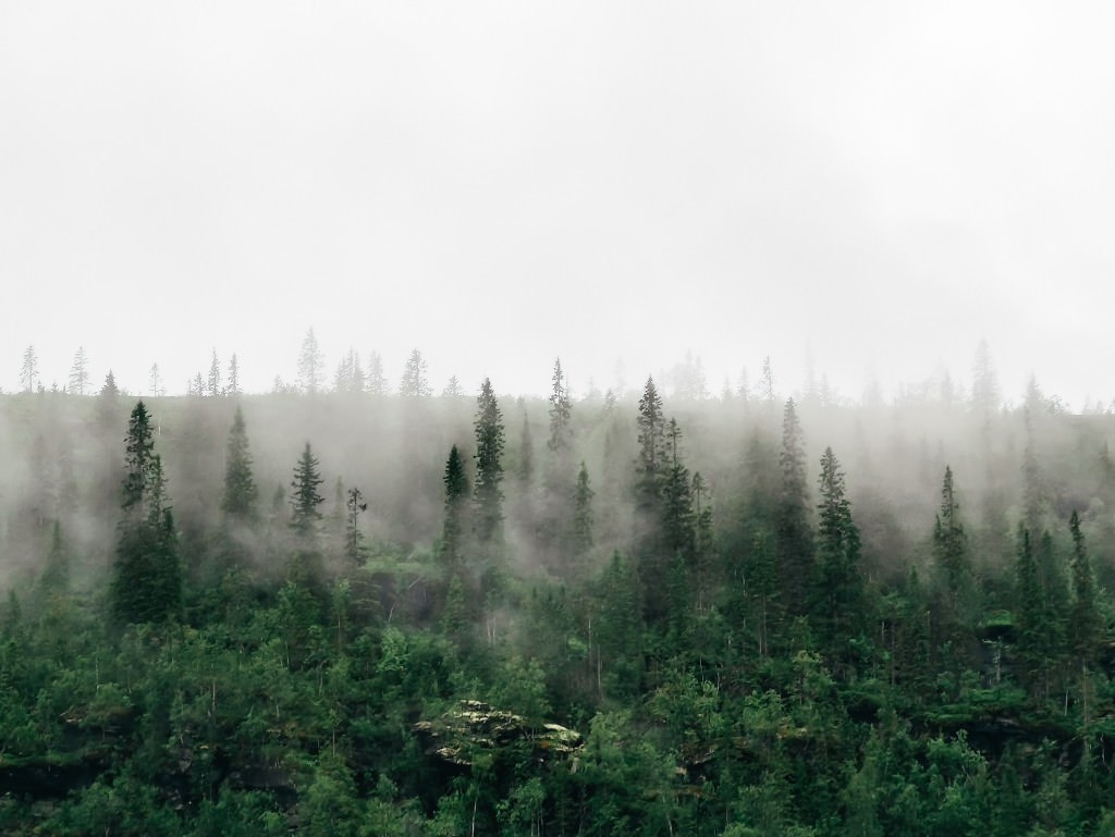 norwegen nebel wald - Fotos aus meinem Alltag