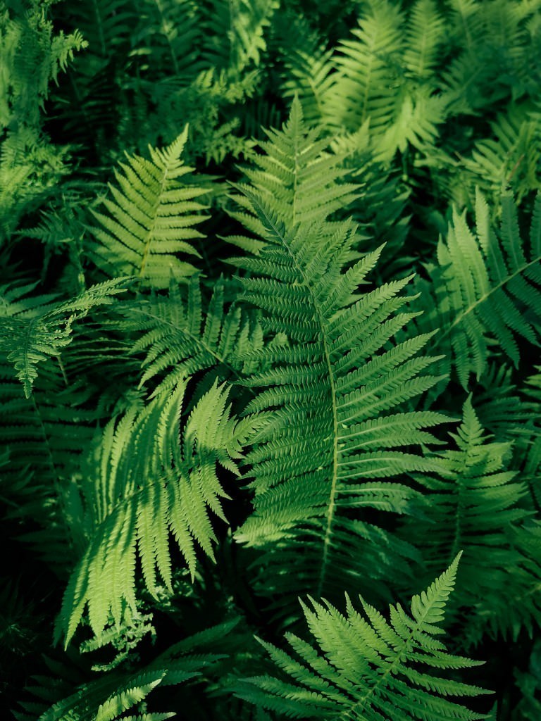 farn rago nationalpark - Fotos aus meinem Alltag
