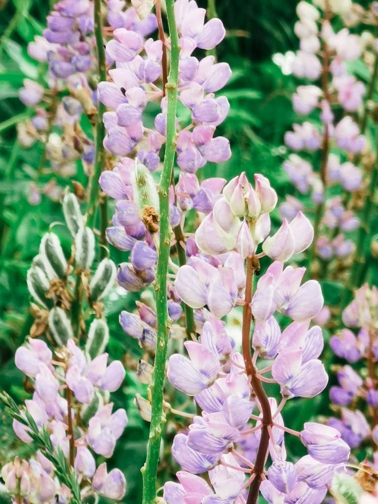 lupinenfeld norwegen - Fotos aus meinem Alltag