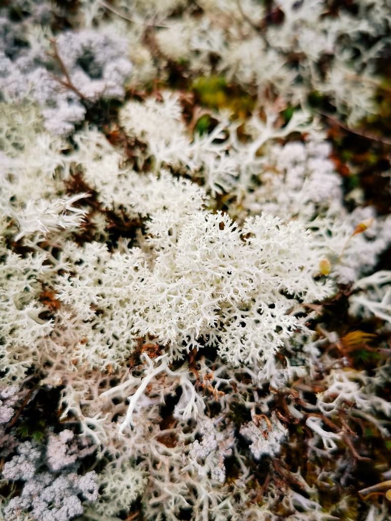 moos flechten norwegen - Fotos aus meinem Alltag