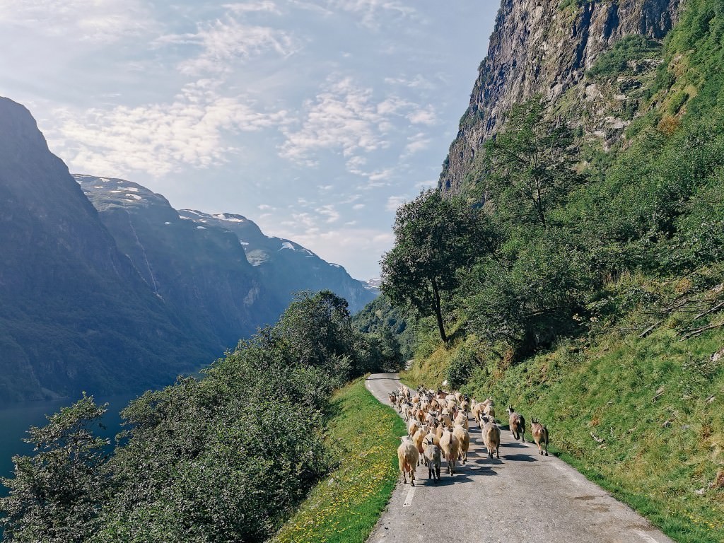 schafe stau norwegen - Fotos aus meinem Alltag