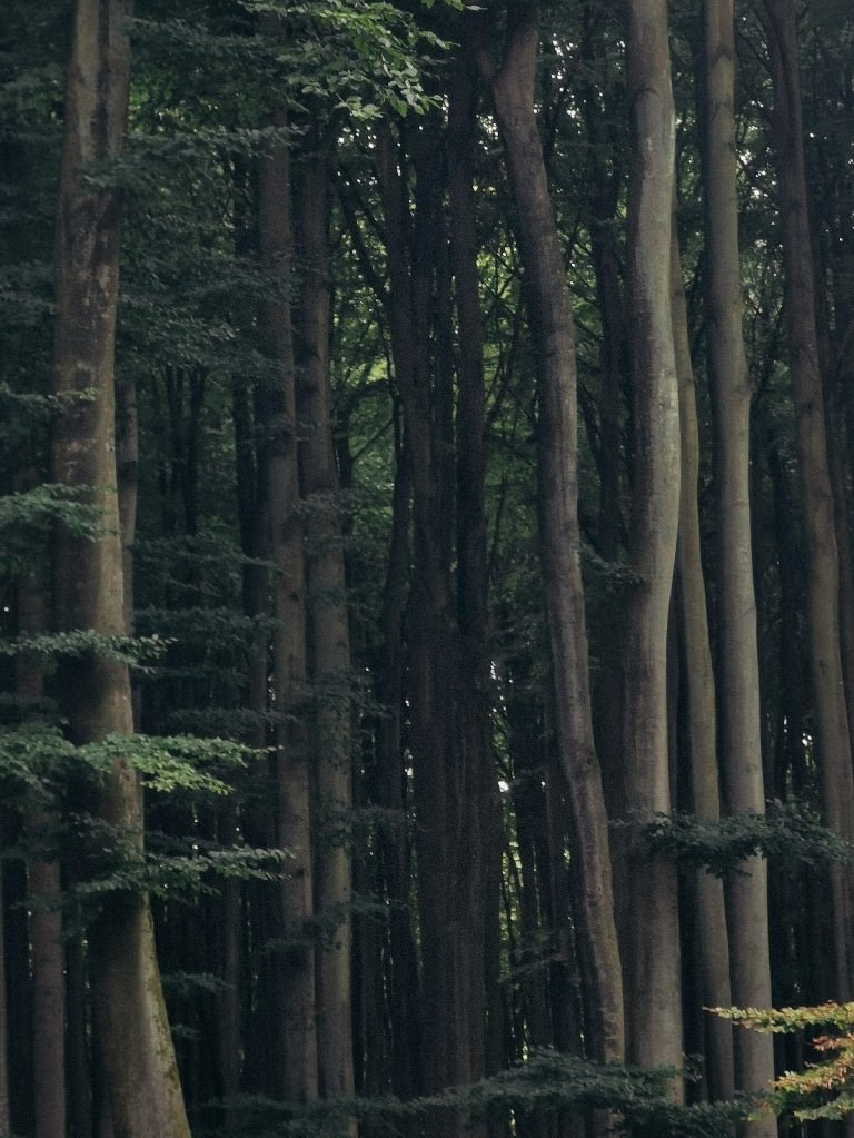 wald insel ruegen - Fotos aus meinem Alltag
