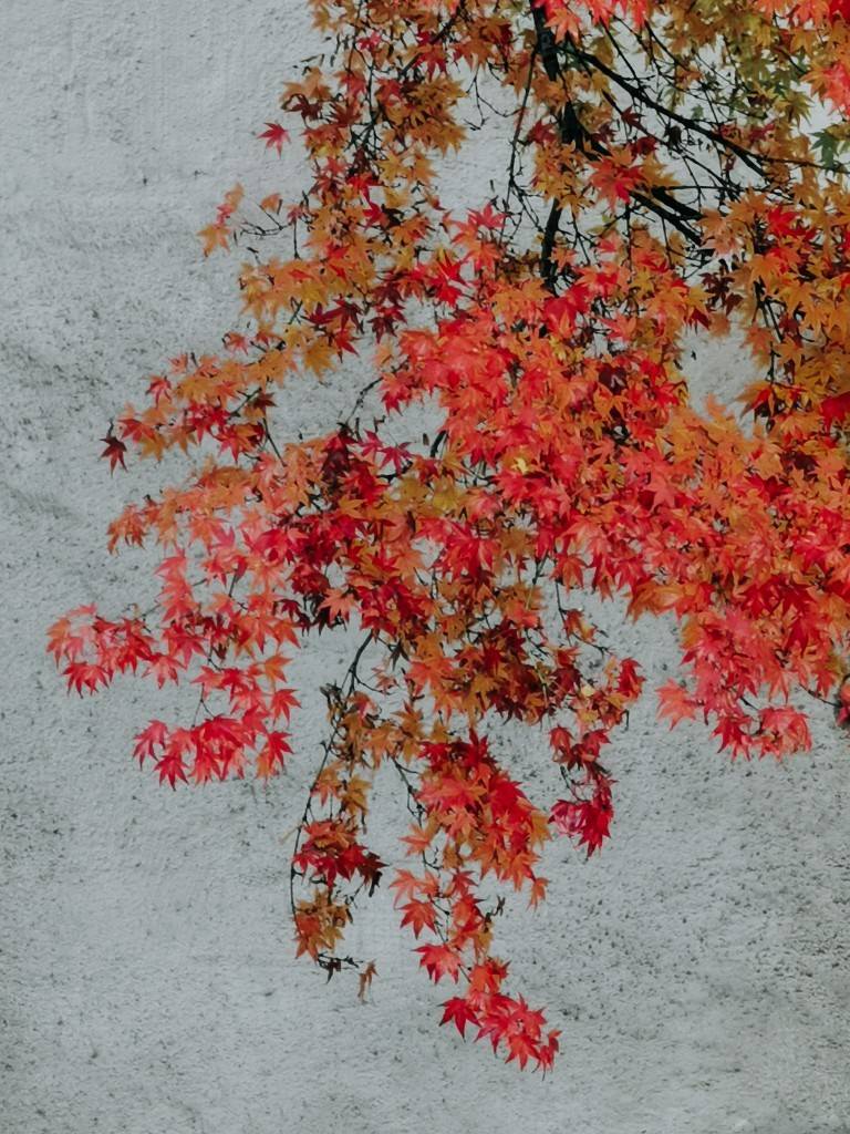herbstfarben bodensee konstanz - Fotos aus meinem Alltag