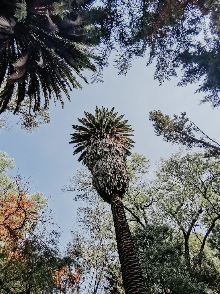 parque mexico city - Fotos aus meinem Alltag