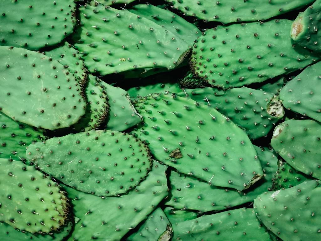 nopales mexico - Fotos aus meinem Alltag