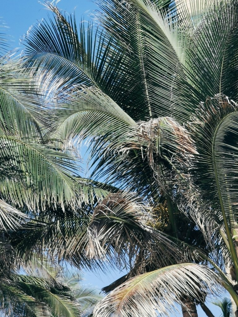 palmen acapulco strand - Fotos aus meinem Alltag