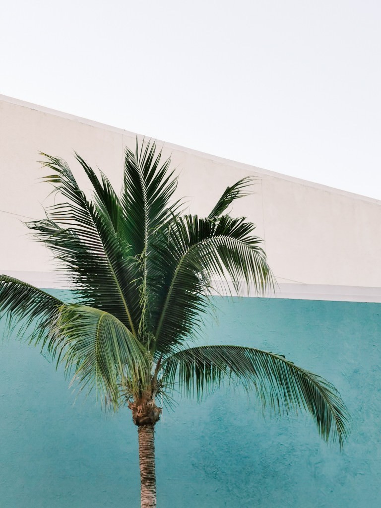 palmen acapulco - Fotos aus meinem Alltag