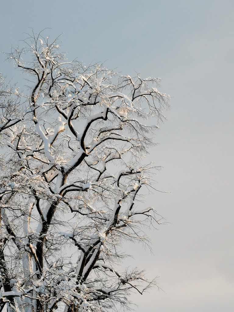 schneebaum konstanz winter 1 - Fotos aus meinem Alltag