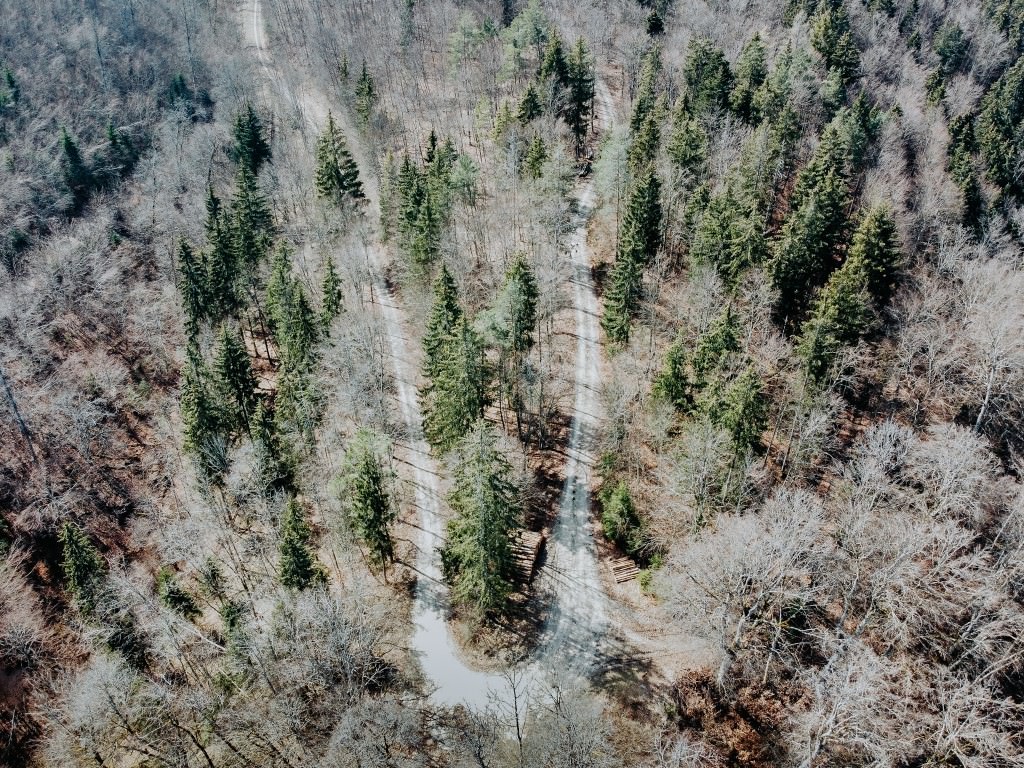 trockener wald - Fotos aus meinem Alltag