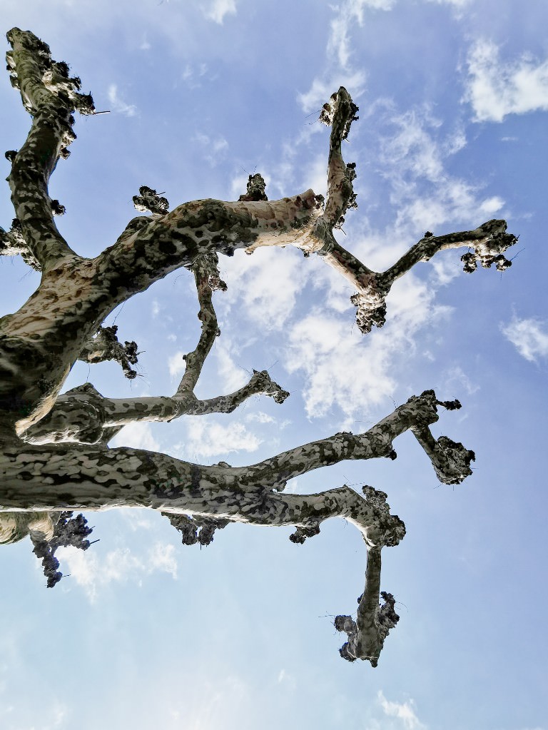 wolkenbaum - Fotos aus meinem Alltag