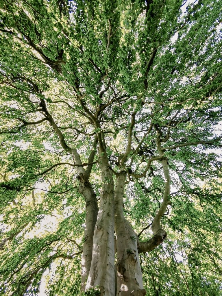 baumlinien - Fotos aus meinem Alltag
