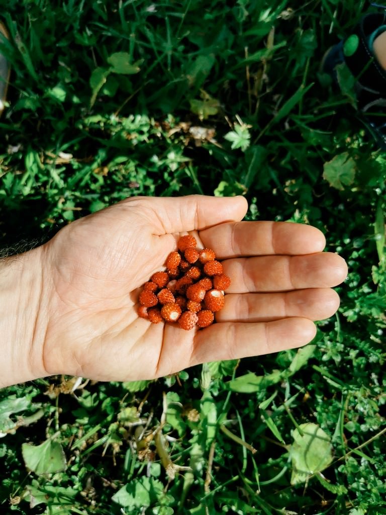 walderdbeeren - Fotos aus meinem Alltag