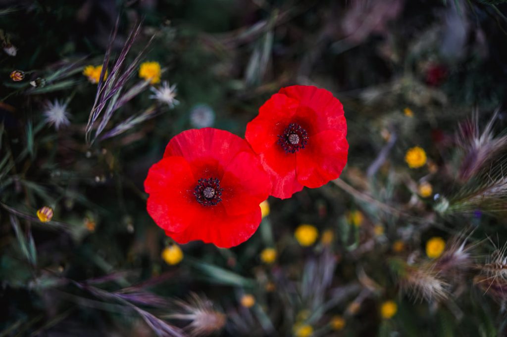 Dos amapolas rojas entre hierbas y flores amarillas en primavera en Córcega