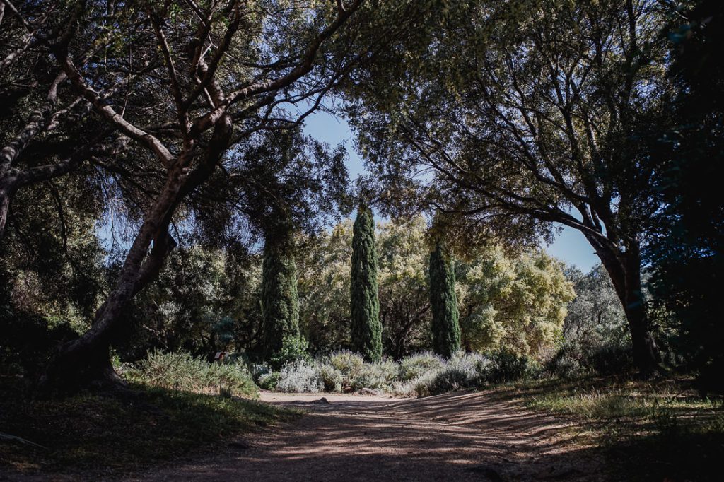 Camino a la sombra bajo árboles torcidos, con esbeltos cipreses detrás en Córcega
