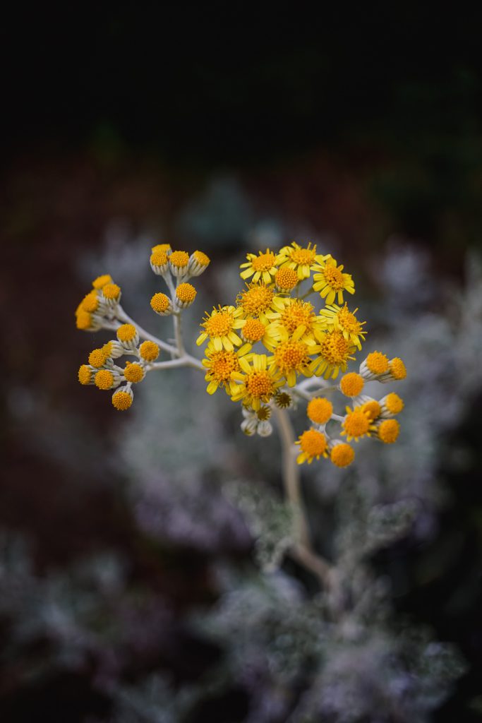Inflorescencias amarillas en hierbas plateadas sobre fondo oscuro en Córcega