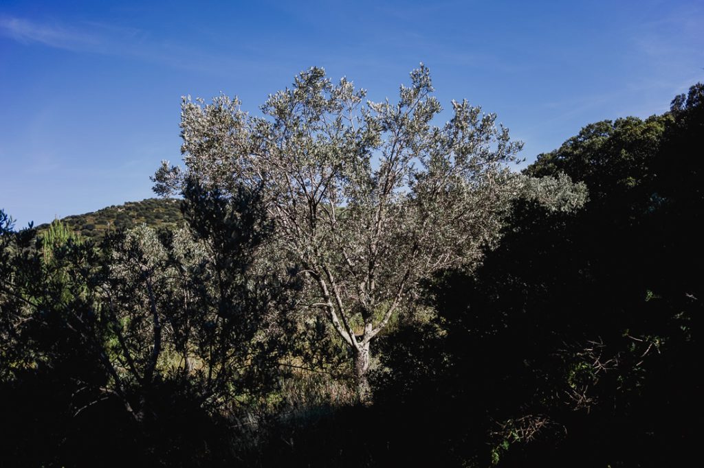 Árbol verde plateado a contraluz entre el maquis oscuro en Córcega