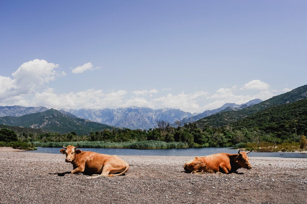 Dos vacas marrones sobre la grava junto al río, con montañas al fondo en Córcega