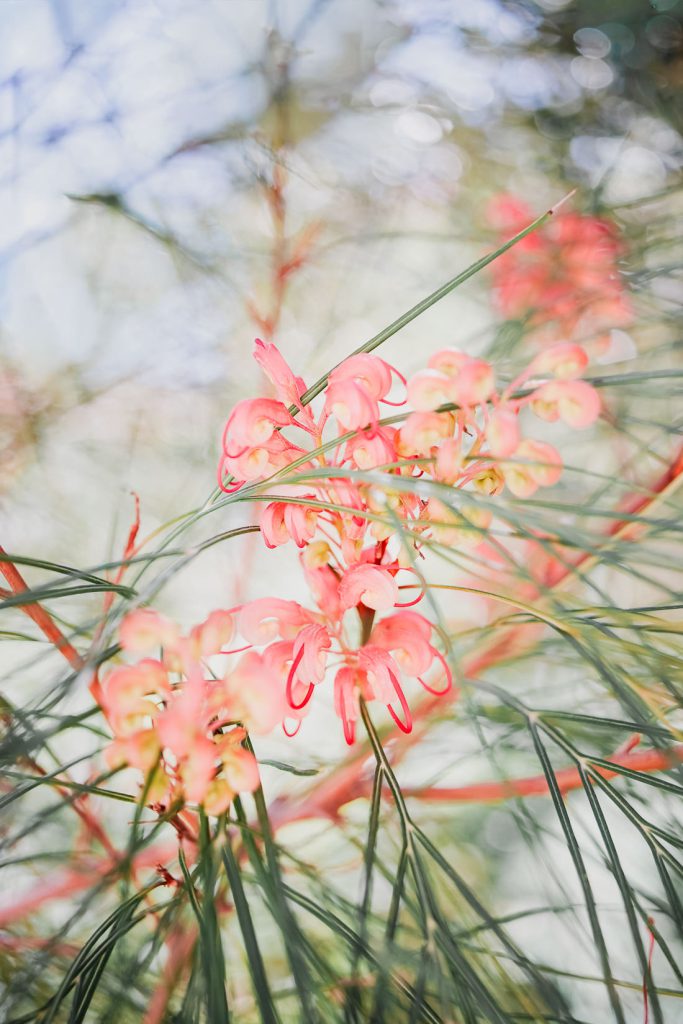 Flores rosas en hojas finas como agujas, con el fondo desenfocado, en Córcega