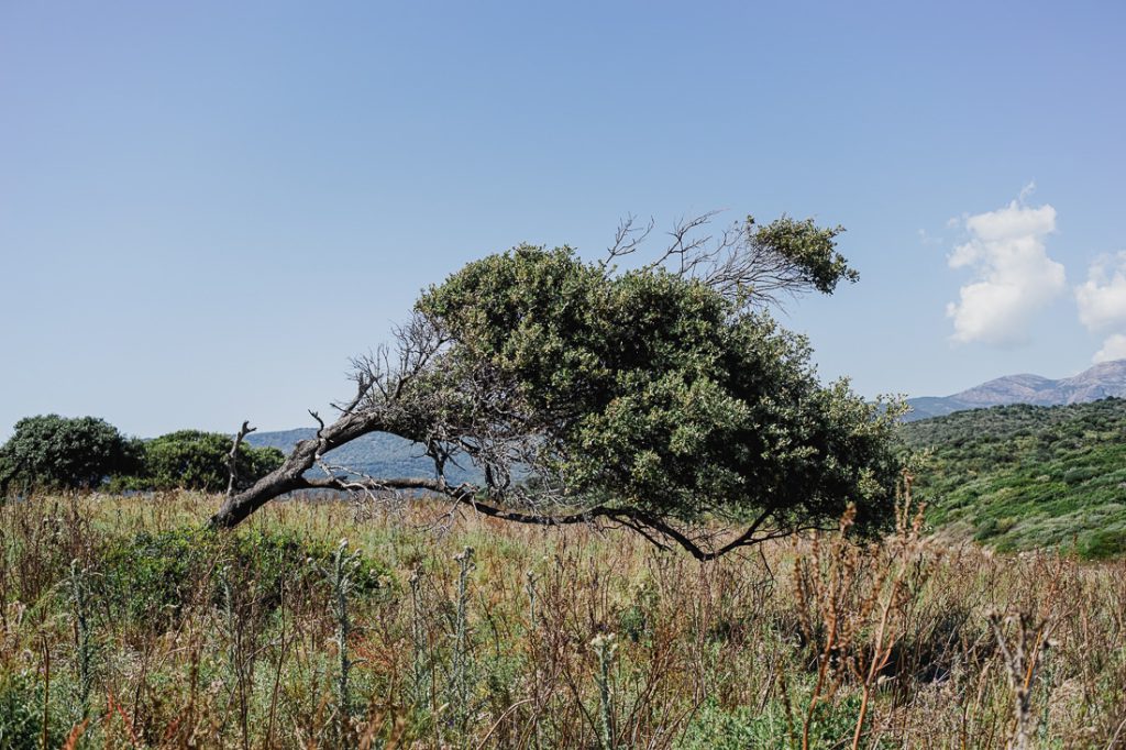 Árbol inclinado por el viento entre hierba seca, con colinas al fondo en Córcega