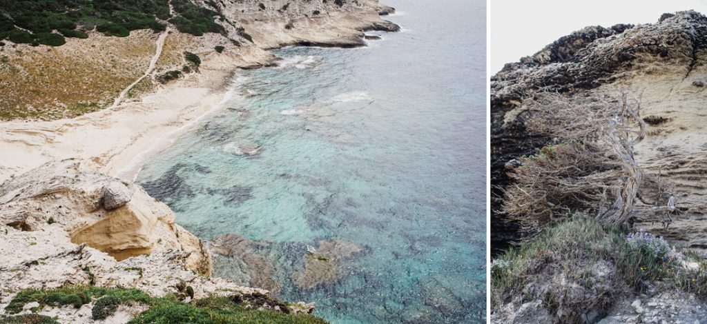 Dos fotos: cala clara con acantilados y un árbol escuálido sobre la roca en Córcega