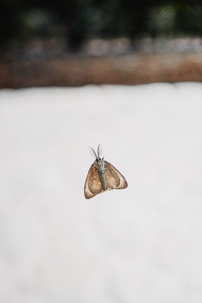 Polilla con las alas plegadas sobre una superficie blanca en Córcega