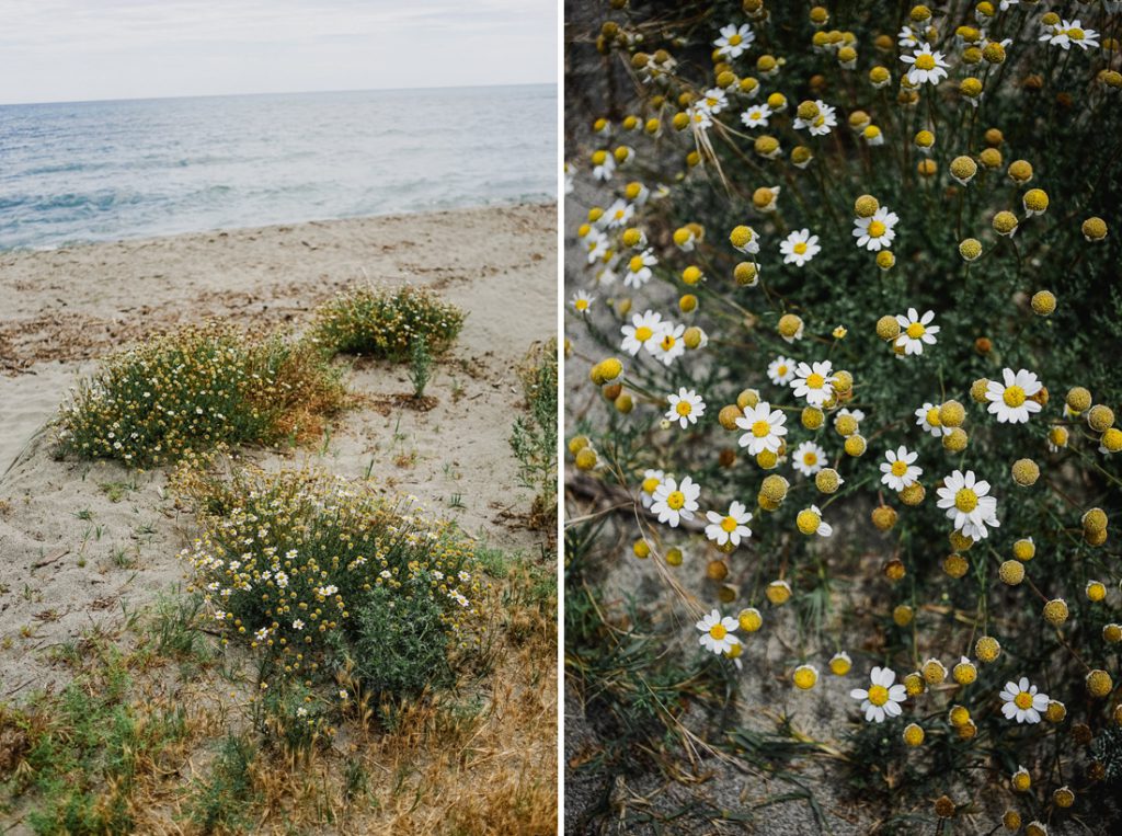 Dos fotos: flores en la playa de arena y flores blancas con el centro amarillo en Córcega
