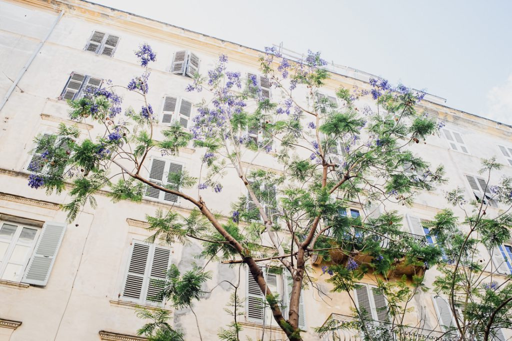Jacarandá violeta ante una casa clara con contraventanas en Córcega