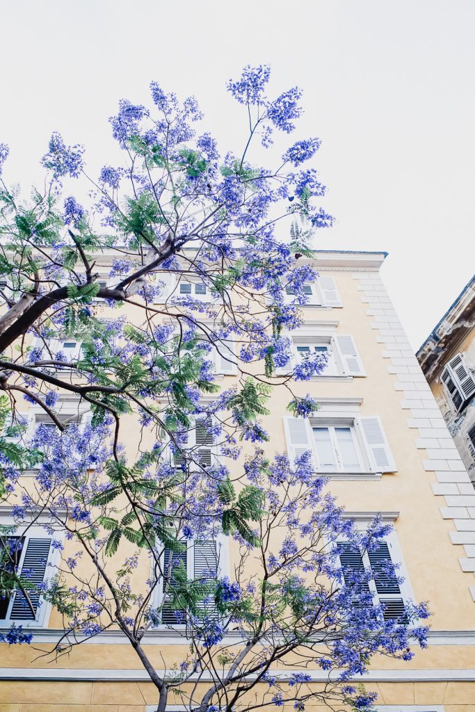 Jacarandá violeta ante una fachada amarilla con contraventanas blancas en Córcega