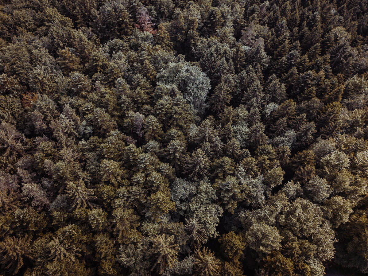 luftbild drohne bodensee gehrenberg wald 0005 - Luftaufnahmen vom Gehrenberg