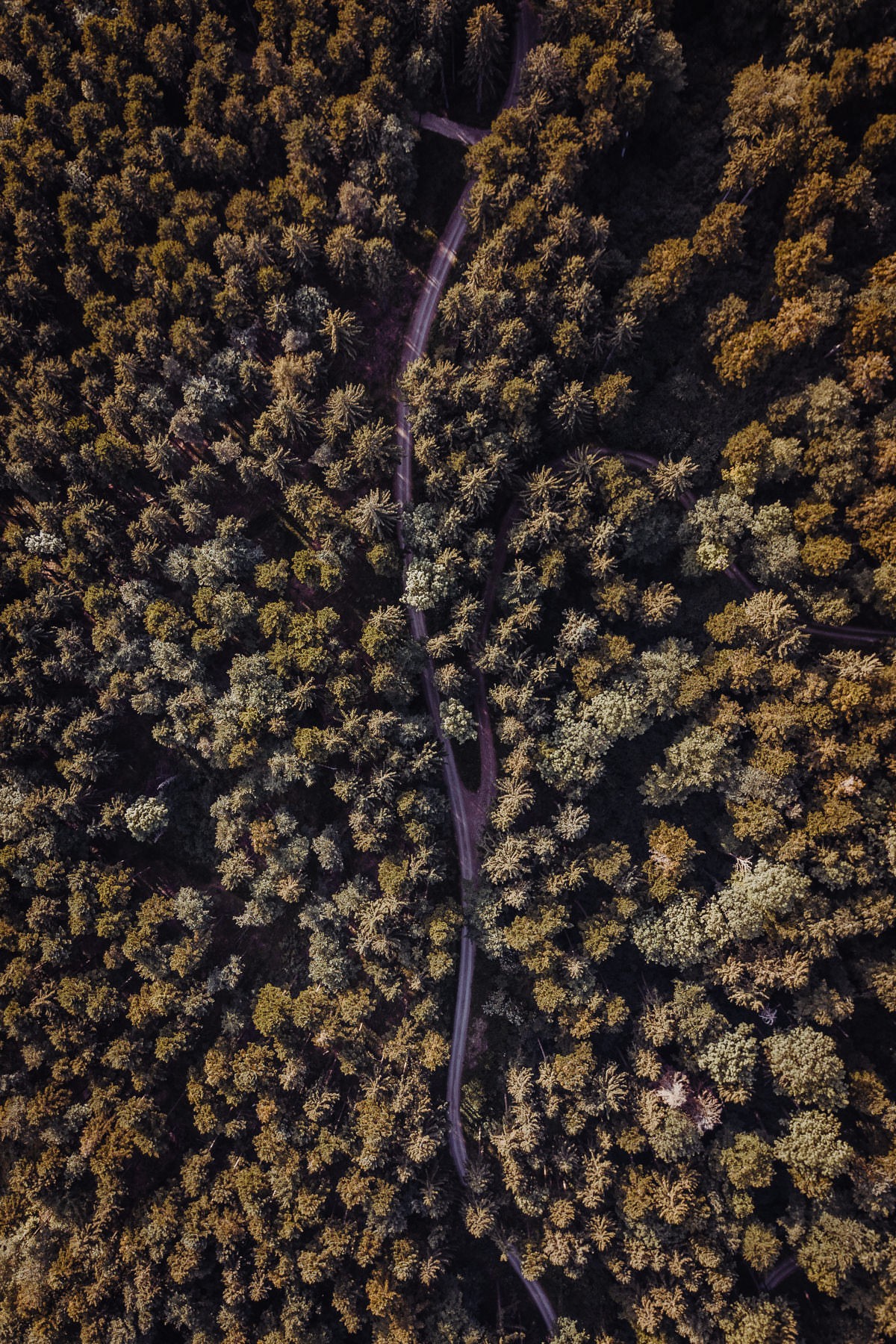 luftbild drohne bodensee gehrenberg wald 0010 - Luftaufnahmen vom Gehrenberg